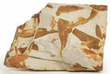 Fossil Seed Fern (Glossopteris) Plate - Australia #321019-1